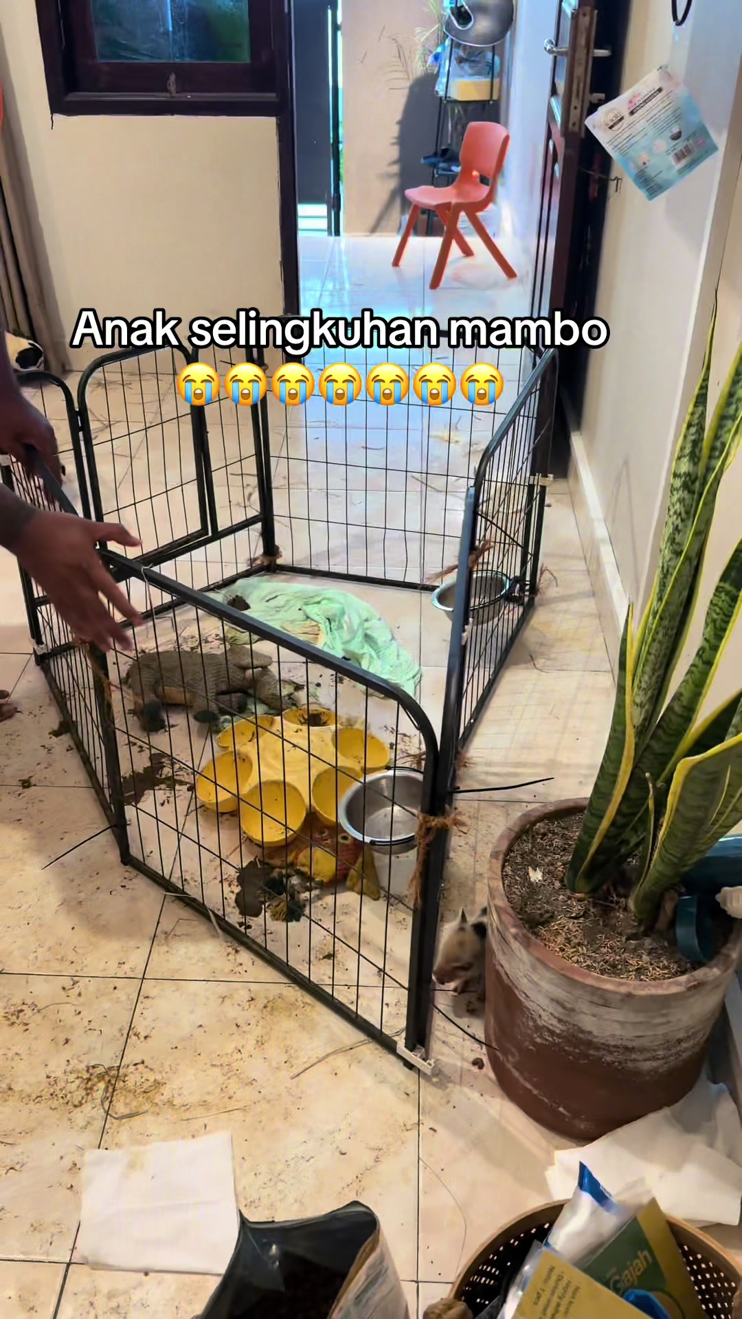 @Mak sambung