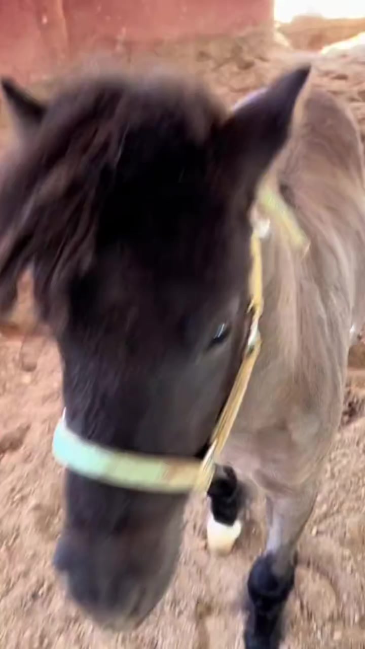 @ganader&iacute;a🐮 y caballo🐴☠️