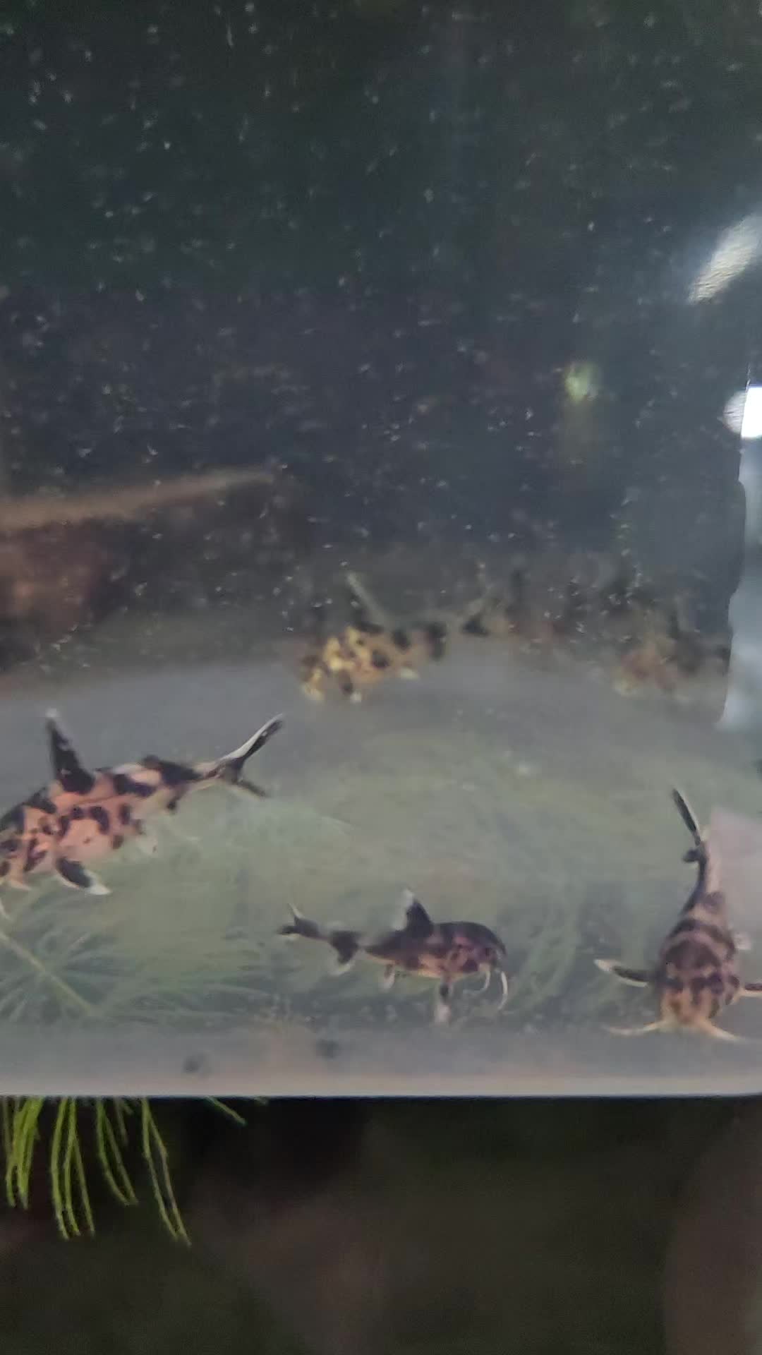 @voyeurs of aquatics