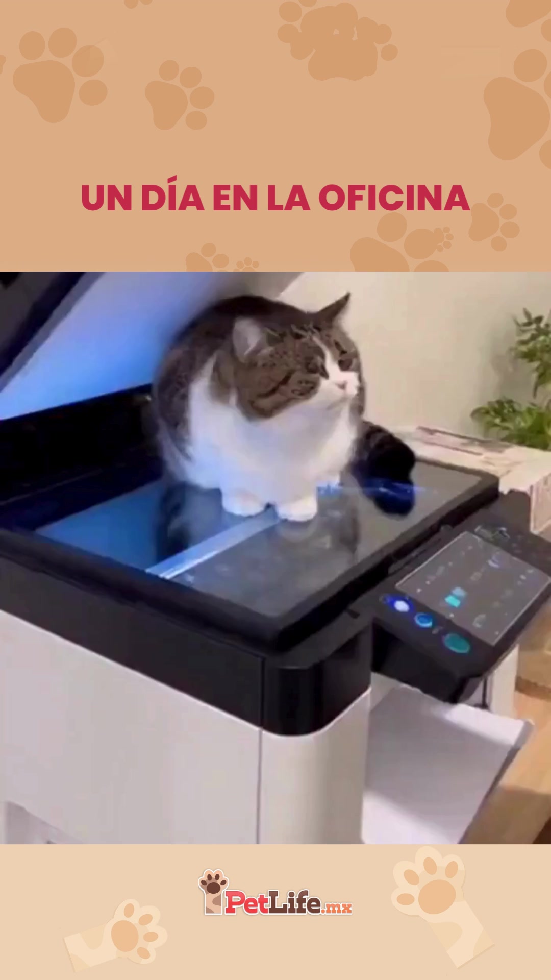 @Petlife