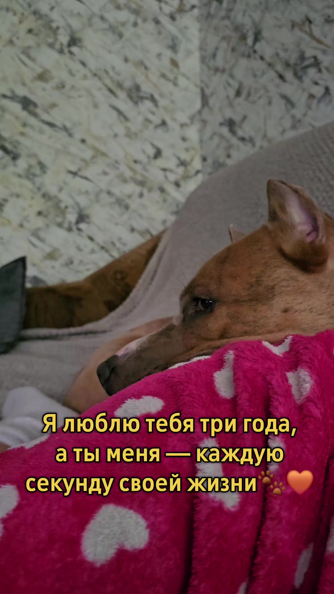 @Pitbul Fred