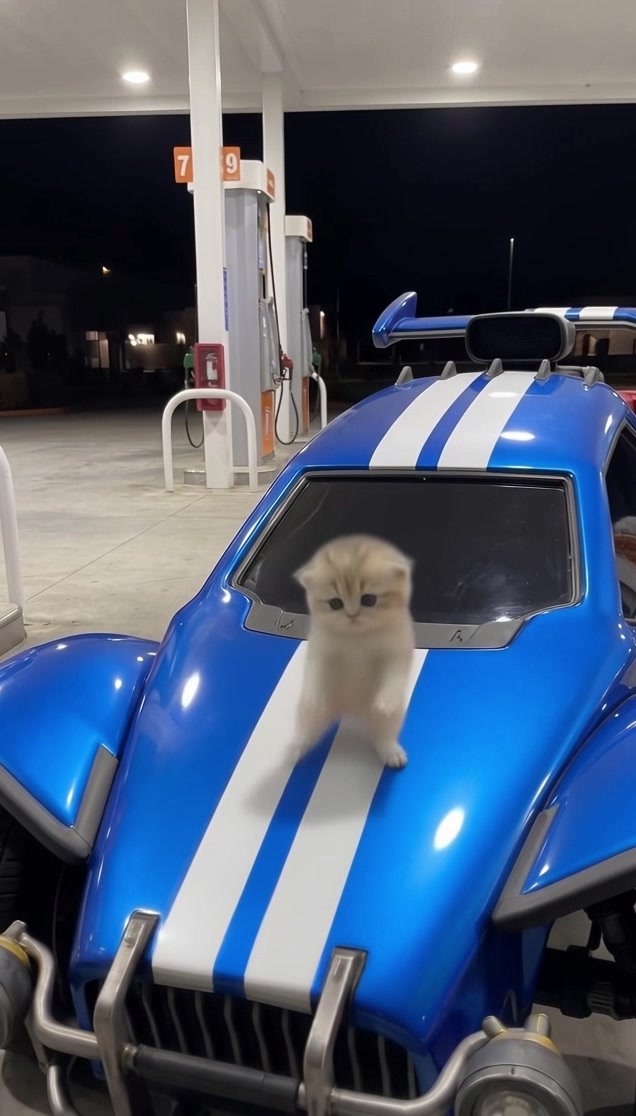 @meowmaxxers