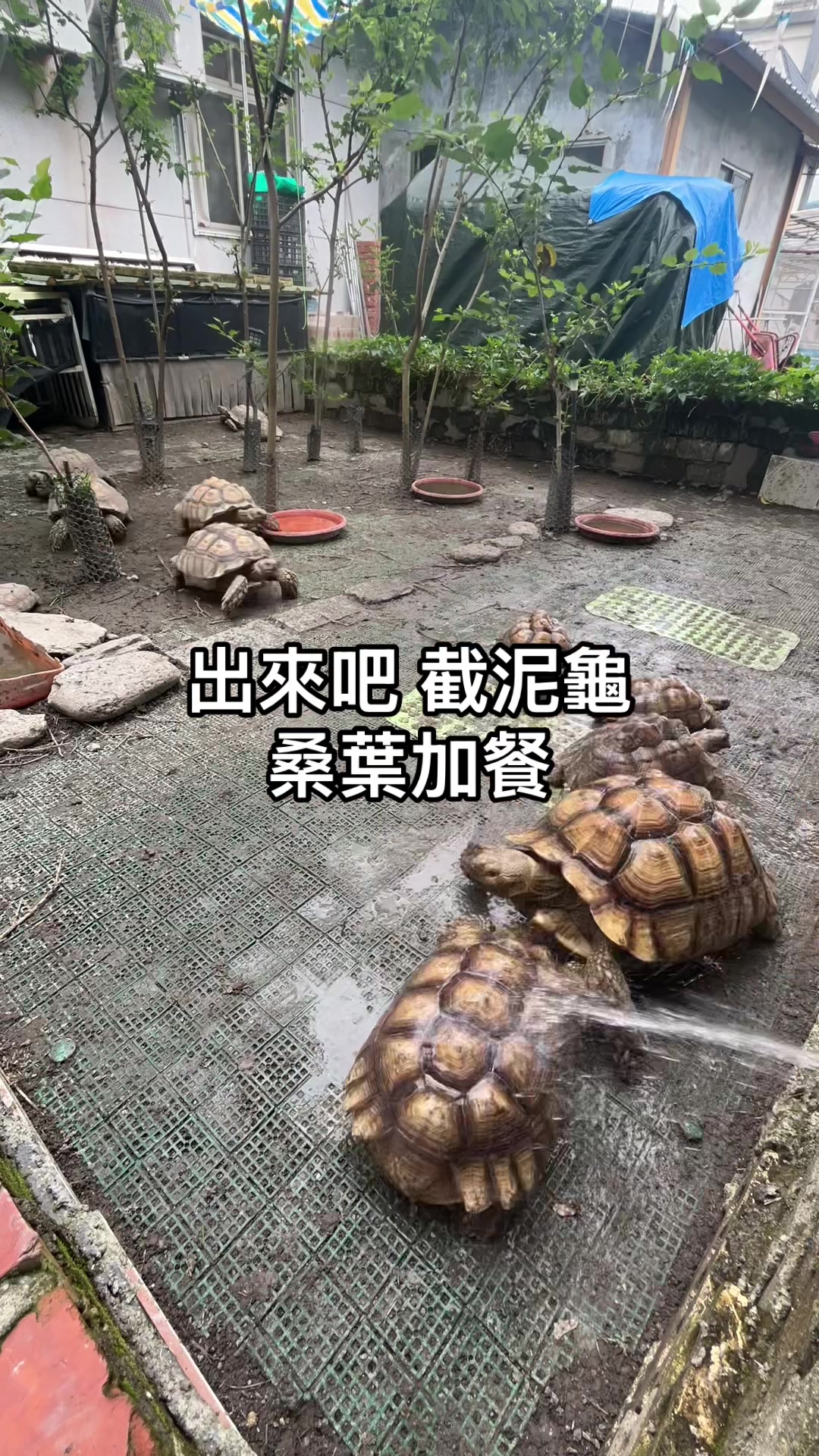 @琰 𝓛𝓸𝓷𝓰來了🐉〽️蘇卡達sulcata陸龜