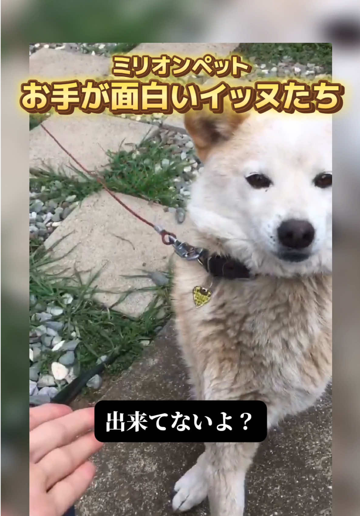 @ミリオンペット