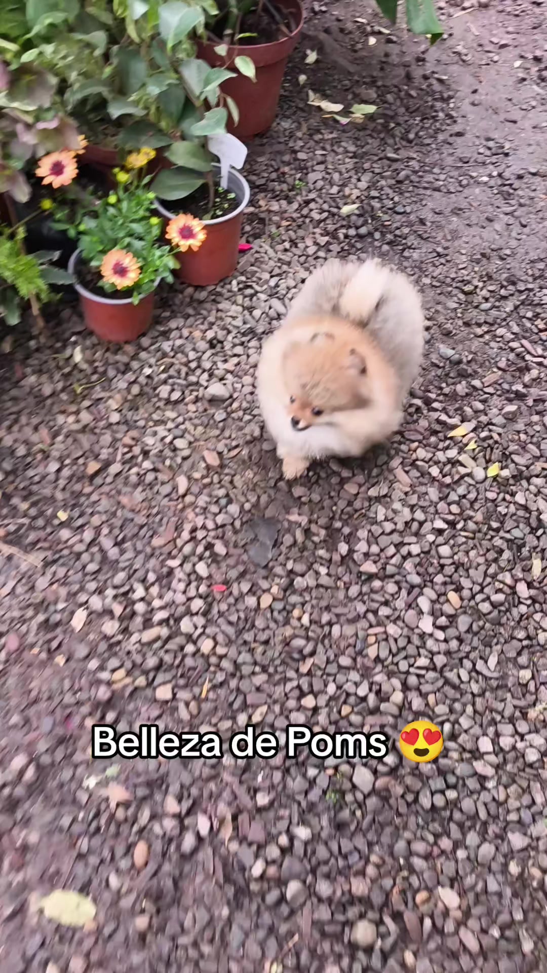 @Pomerania chile