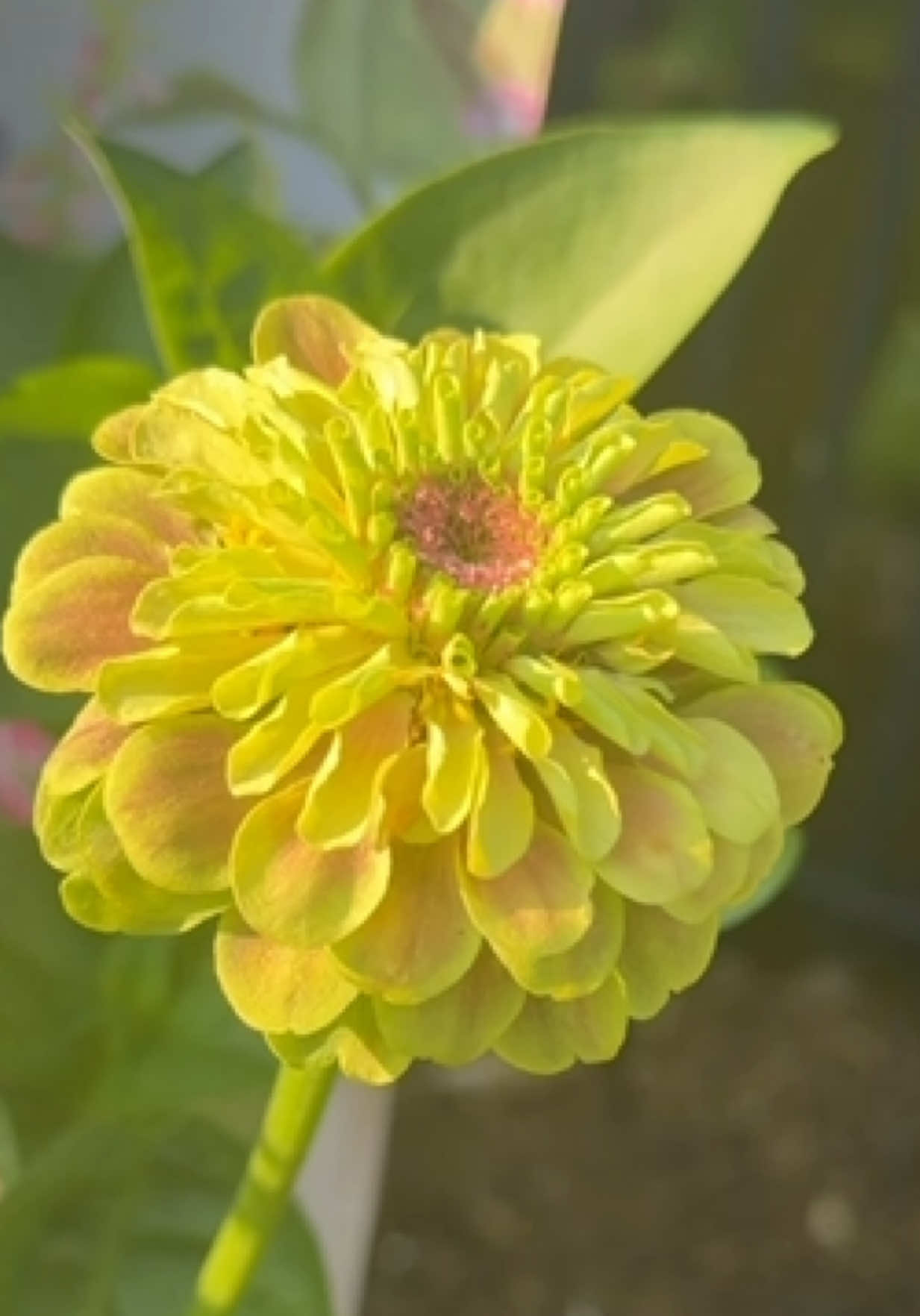 @beachflowersbake