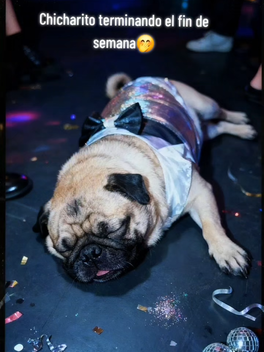 @CHICHARO🐶🐾