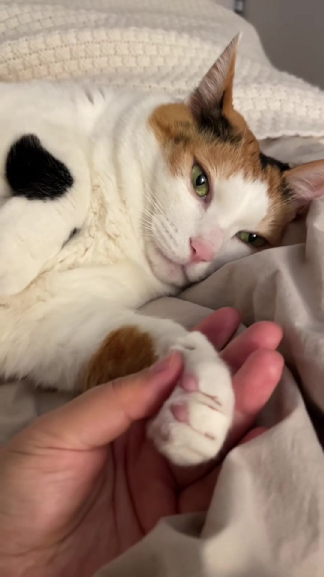 @Miyopet
