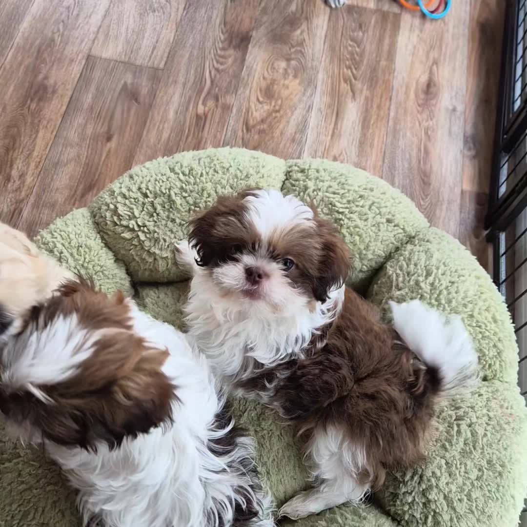 @Barb's Precious Pups