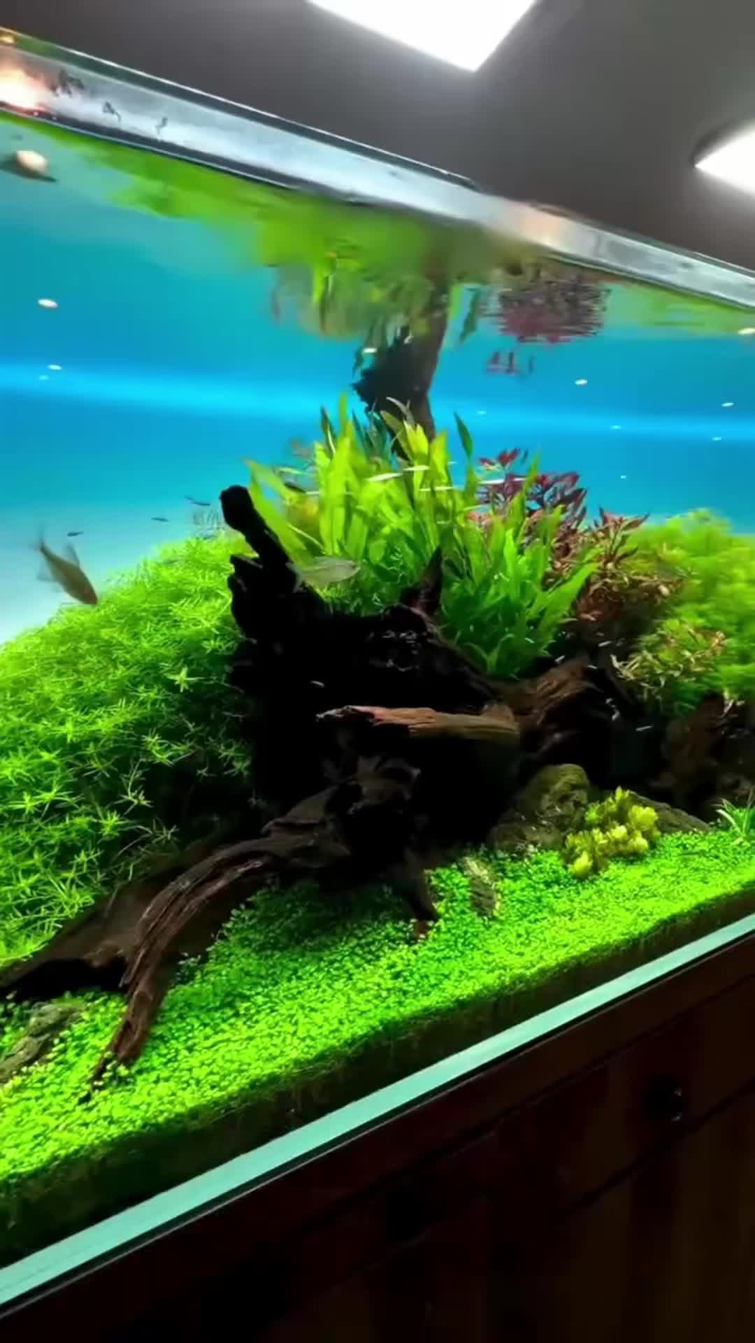 @AquaBunny