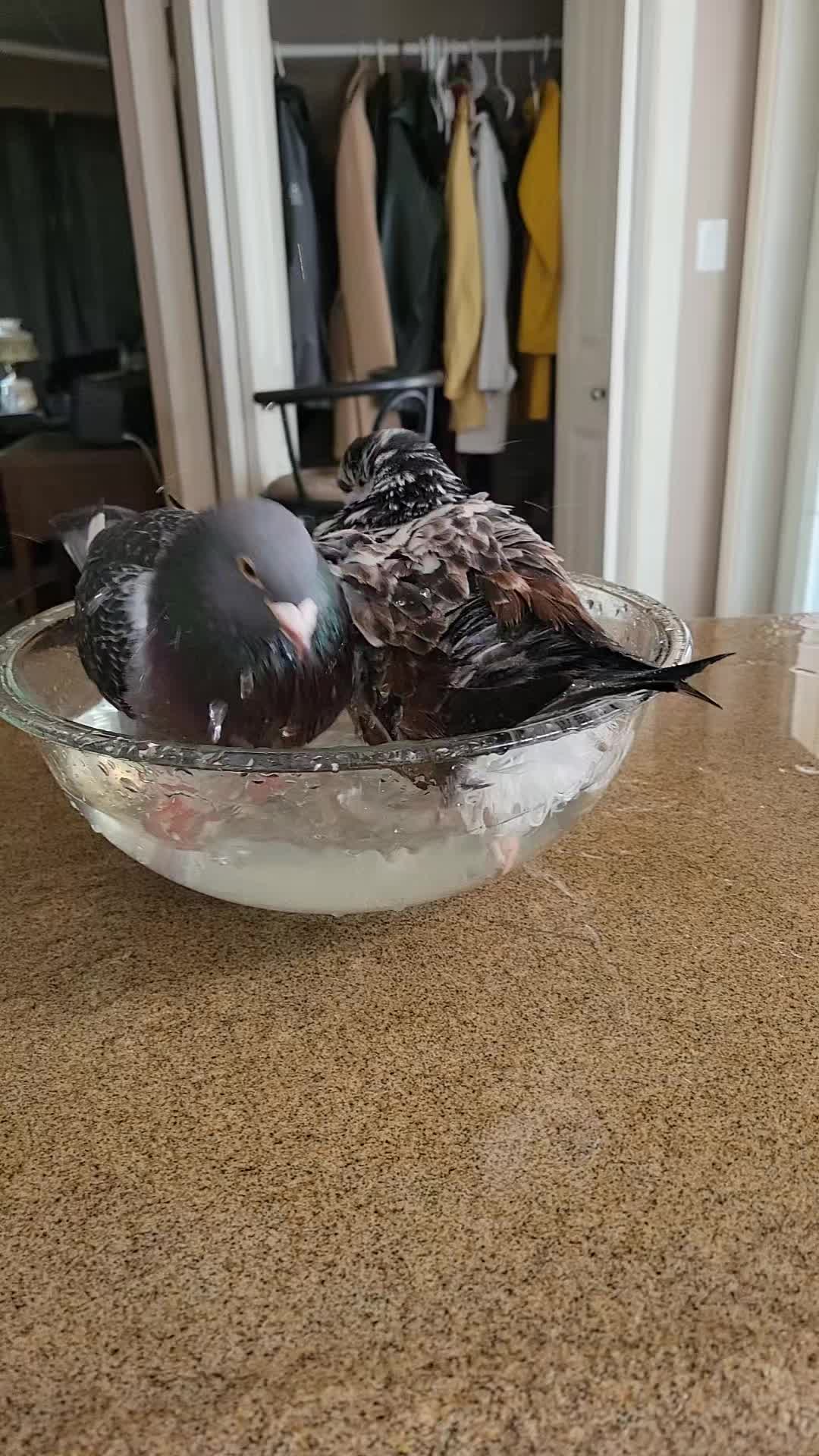 @prettypigeon