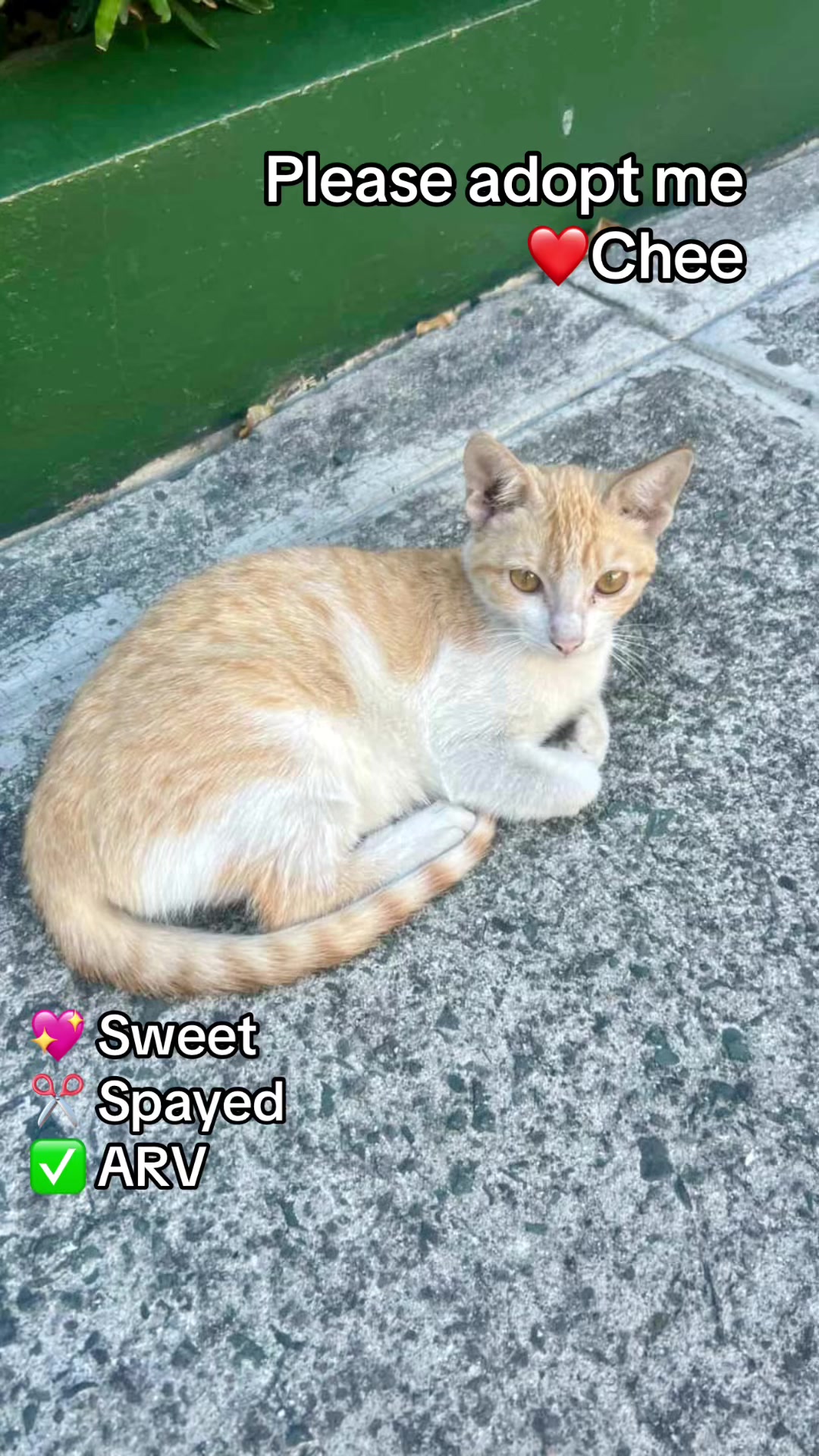@Cats of BGC