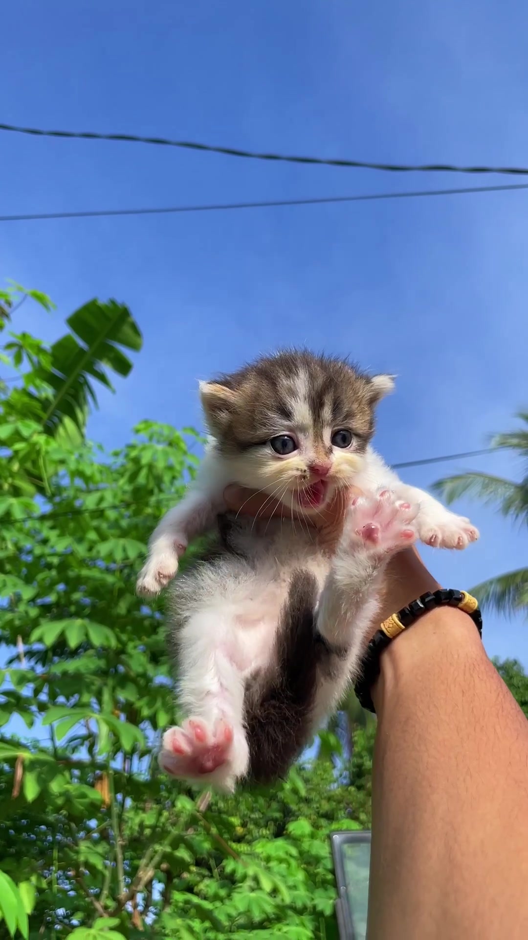 @Republic Of Cat