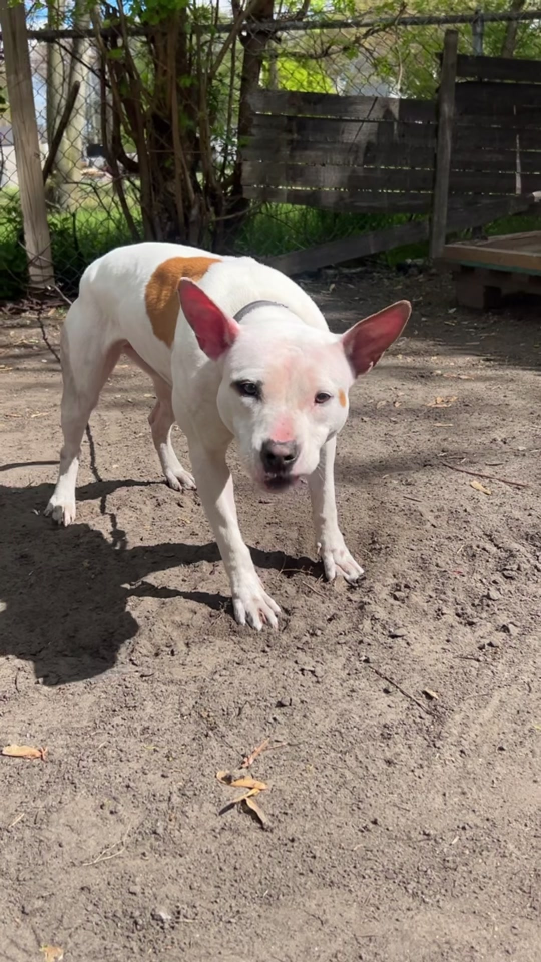 @themreal_hounds