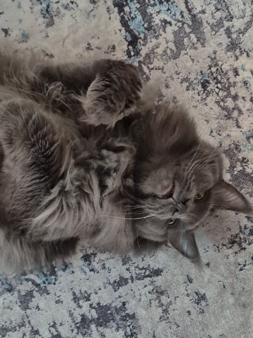 @Ragnar the Maine Coon 🐈