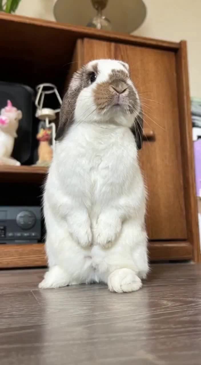 @Mrdivaandgizmoandfriends