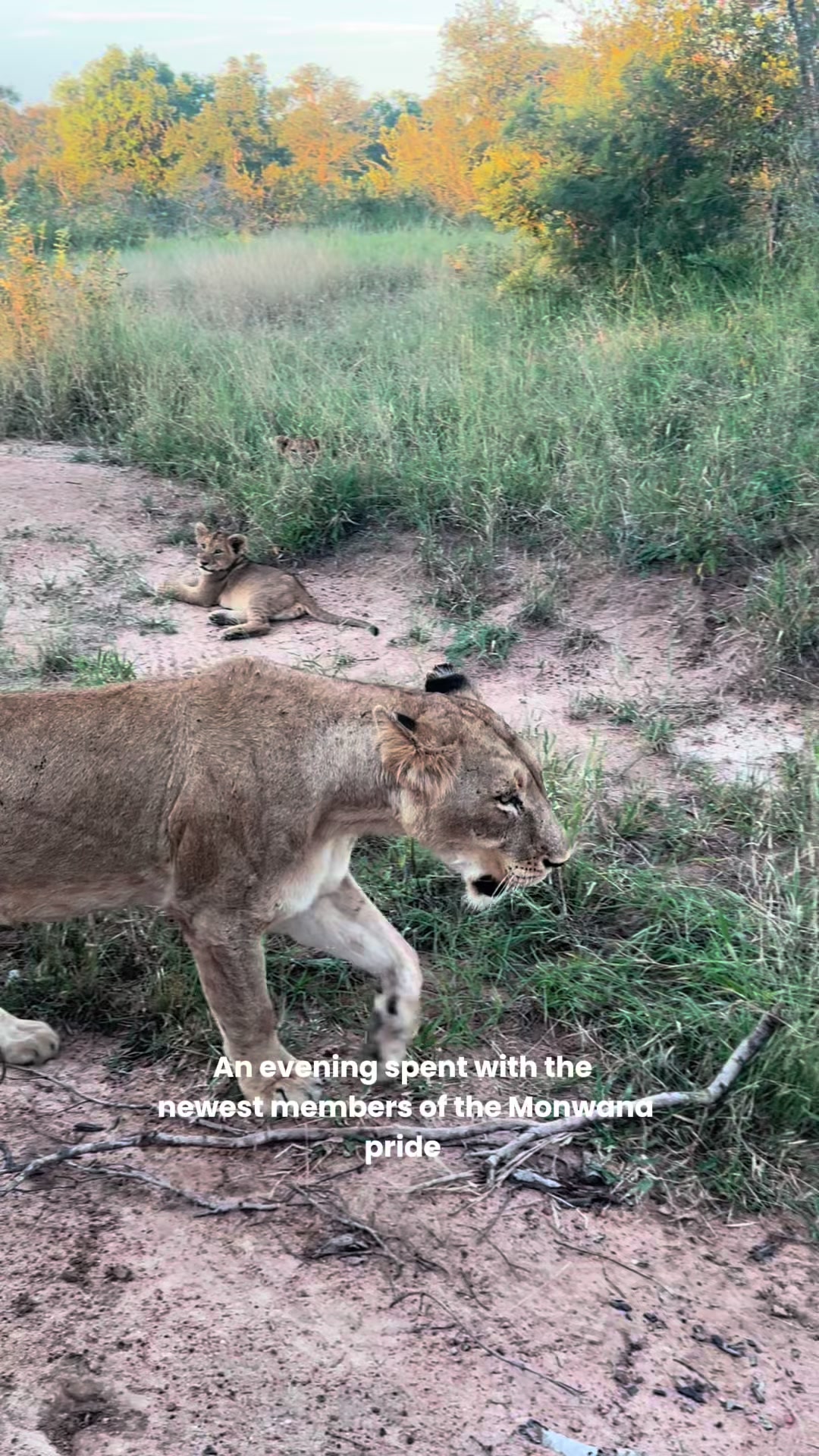 @Thornybush