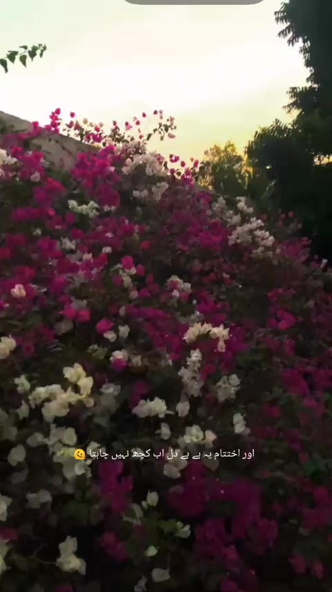 @ماہرہ ملک⚜️🪽