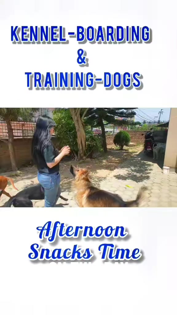 @Abhilasha - DogTrainer