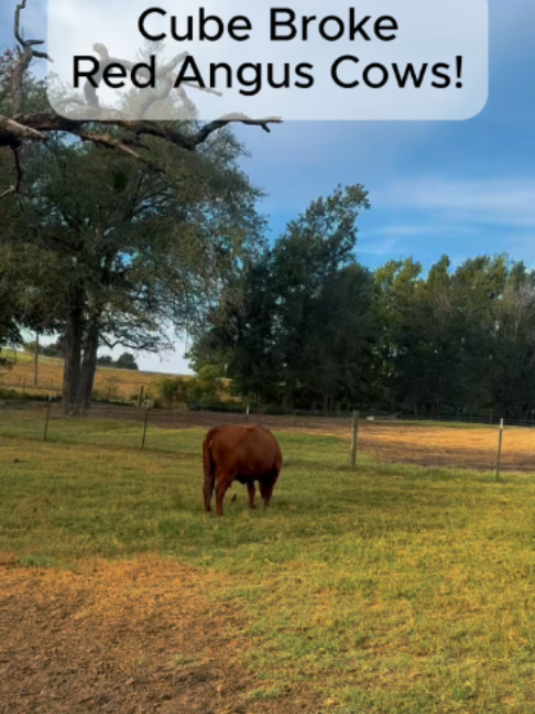 @Rutherford Land and Cattle