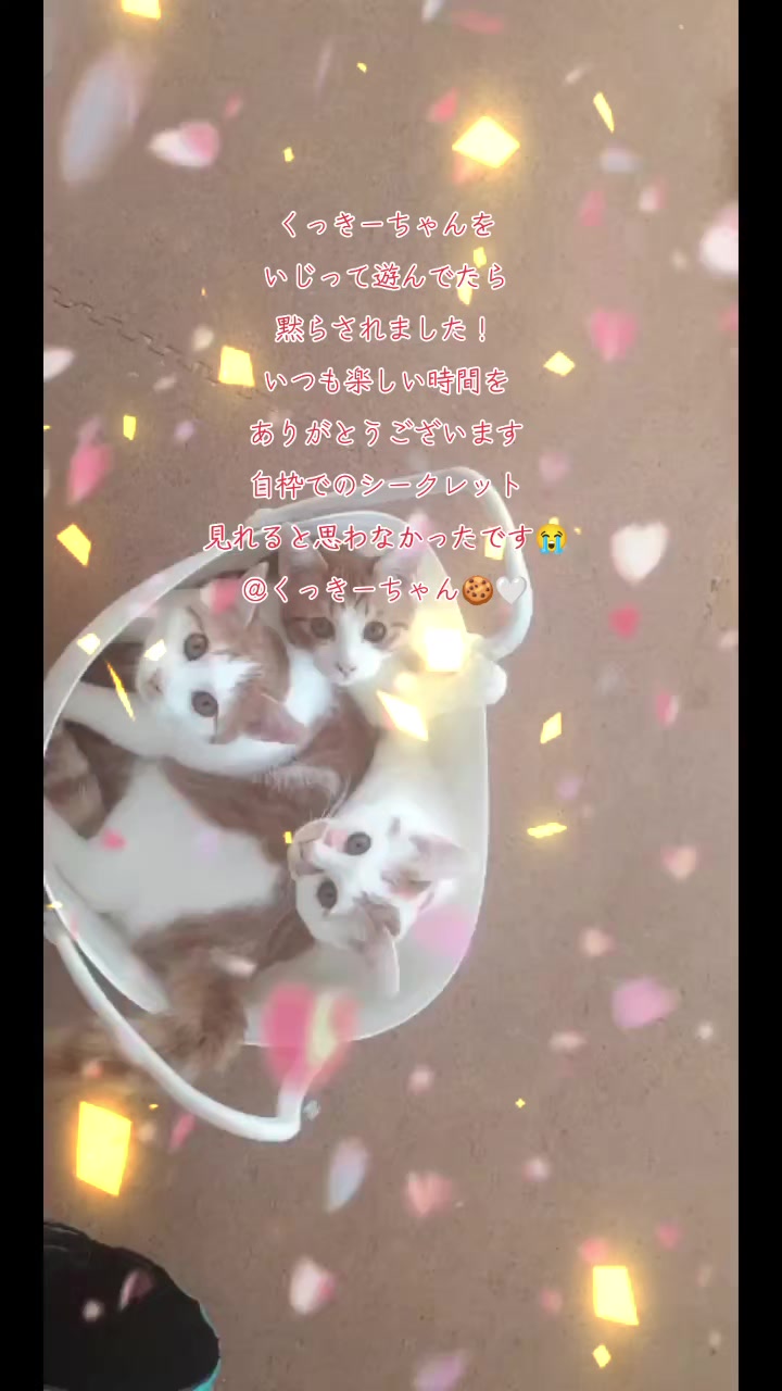 @โ๐๐๐ฟ๐พ๐พ๐ธ๐ฝ๐ถ๐๐๐ด่ถ
ใฎใ็ฆไธญ