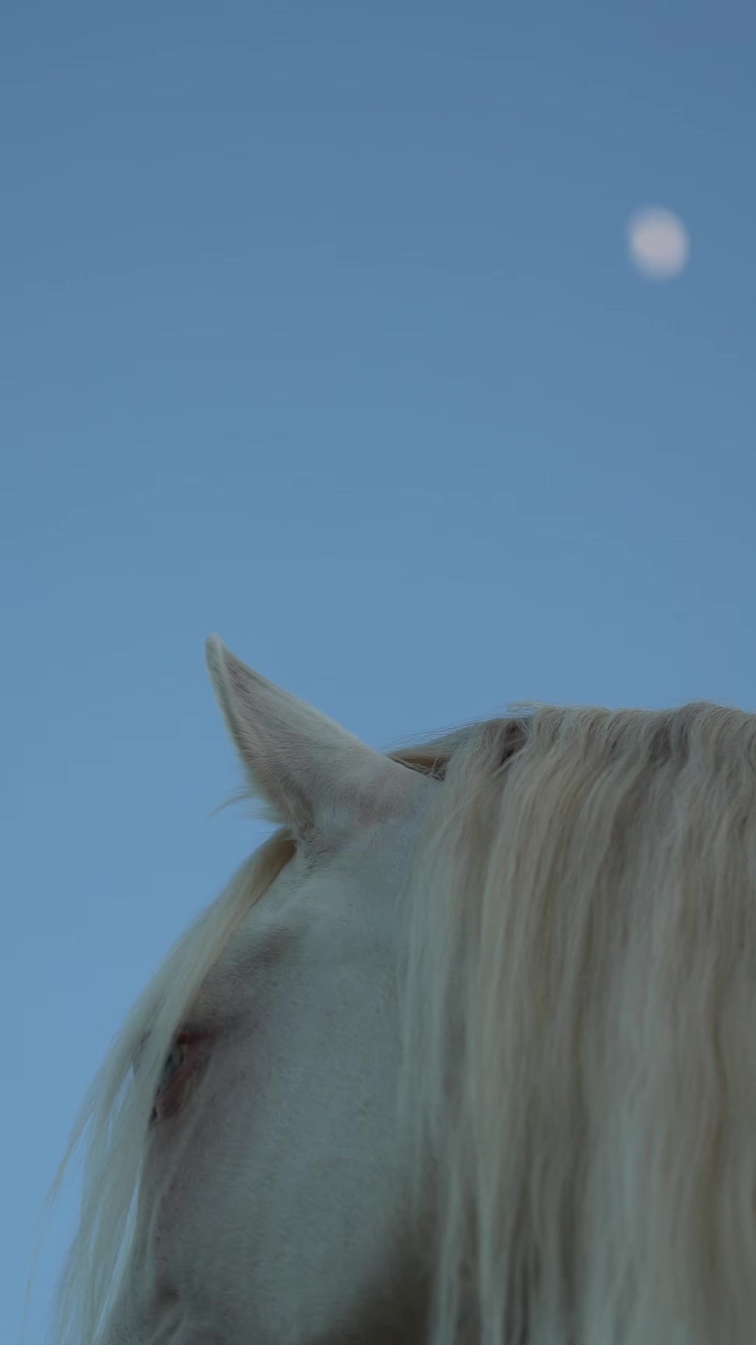 @FieryHorses ❤️&zwj;🔥