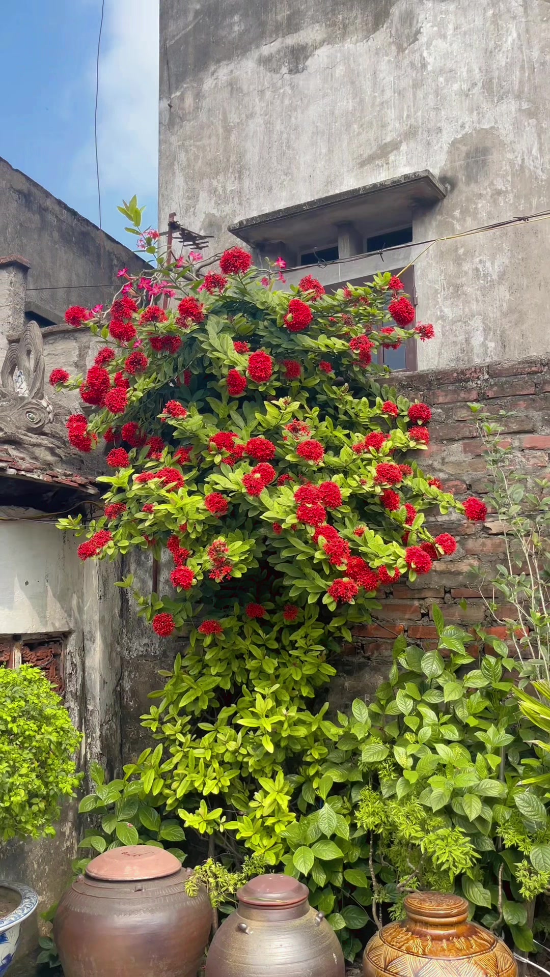 @Dược sĩ Xu&acirc;n