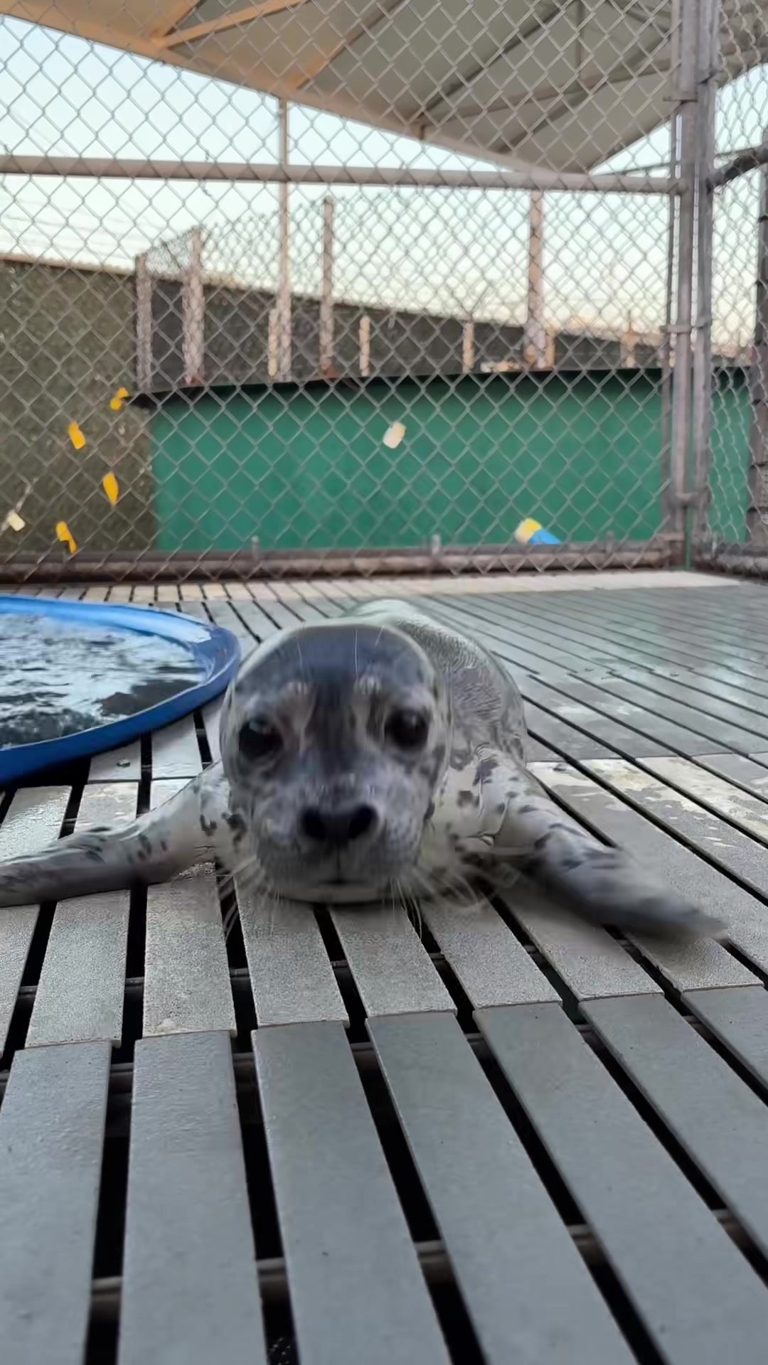 @Marine Mammal Rescue Society