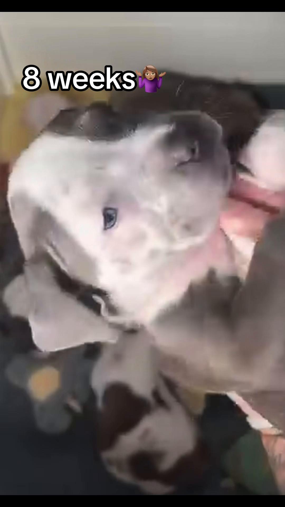 @builtbybullies