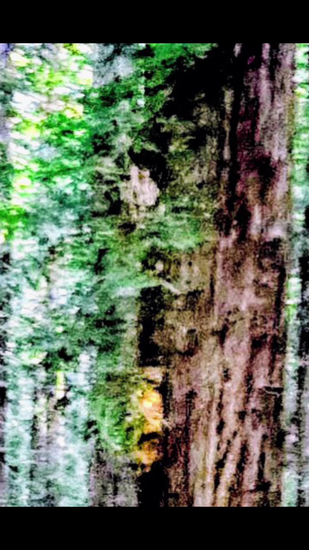 @🌲Forest Friend🌲🙏💗🫈