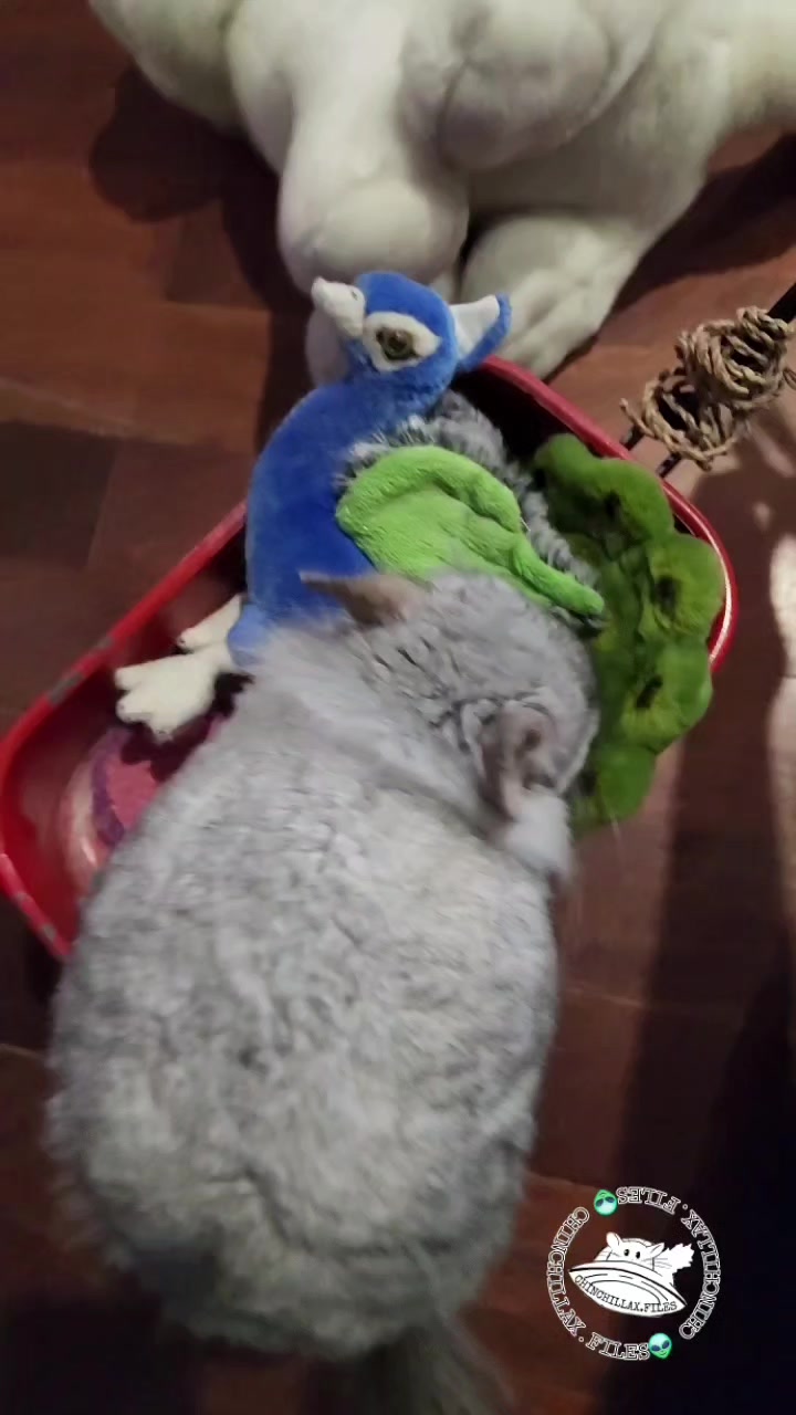 @Kuzco the Chinchilla