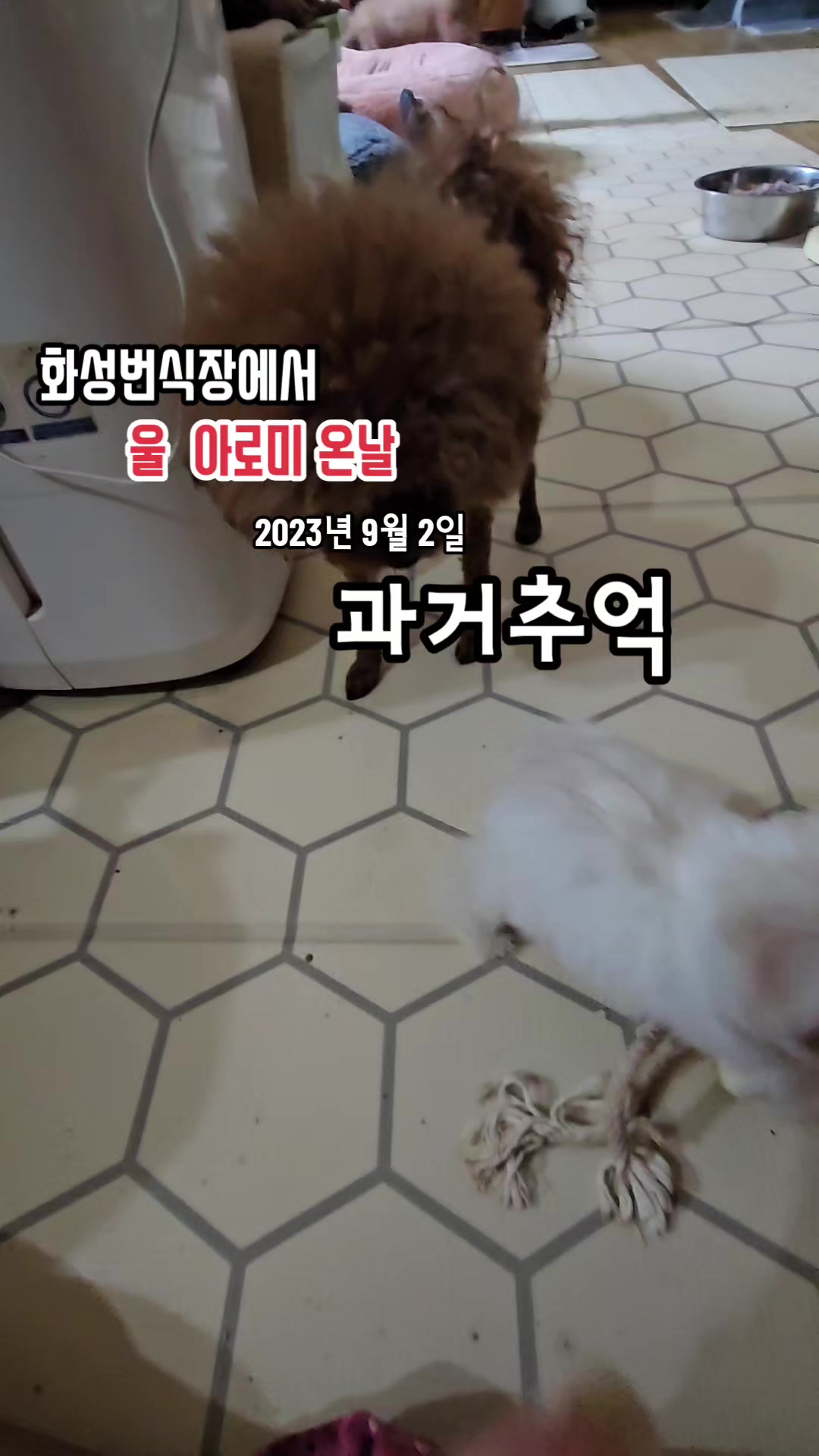 @🐶🐶엄지맘🐕&zwj;🦺🦮🐩