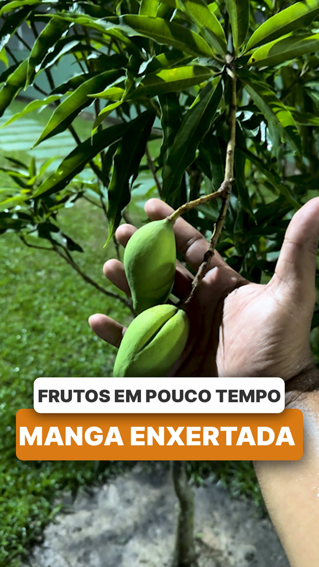 @ViveiroProMudas