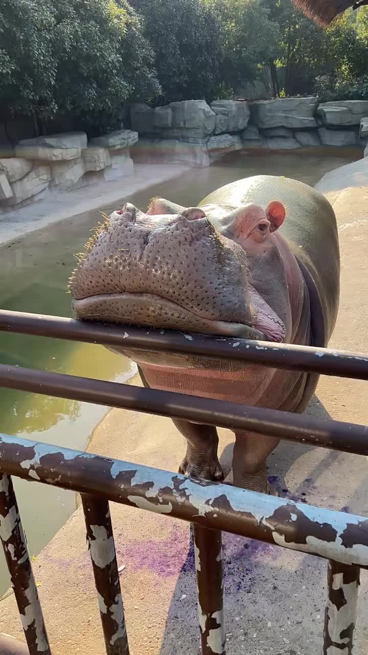@Hippo