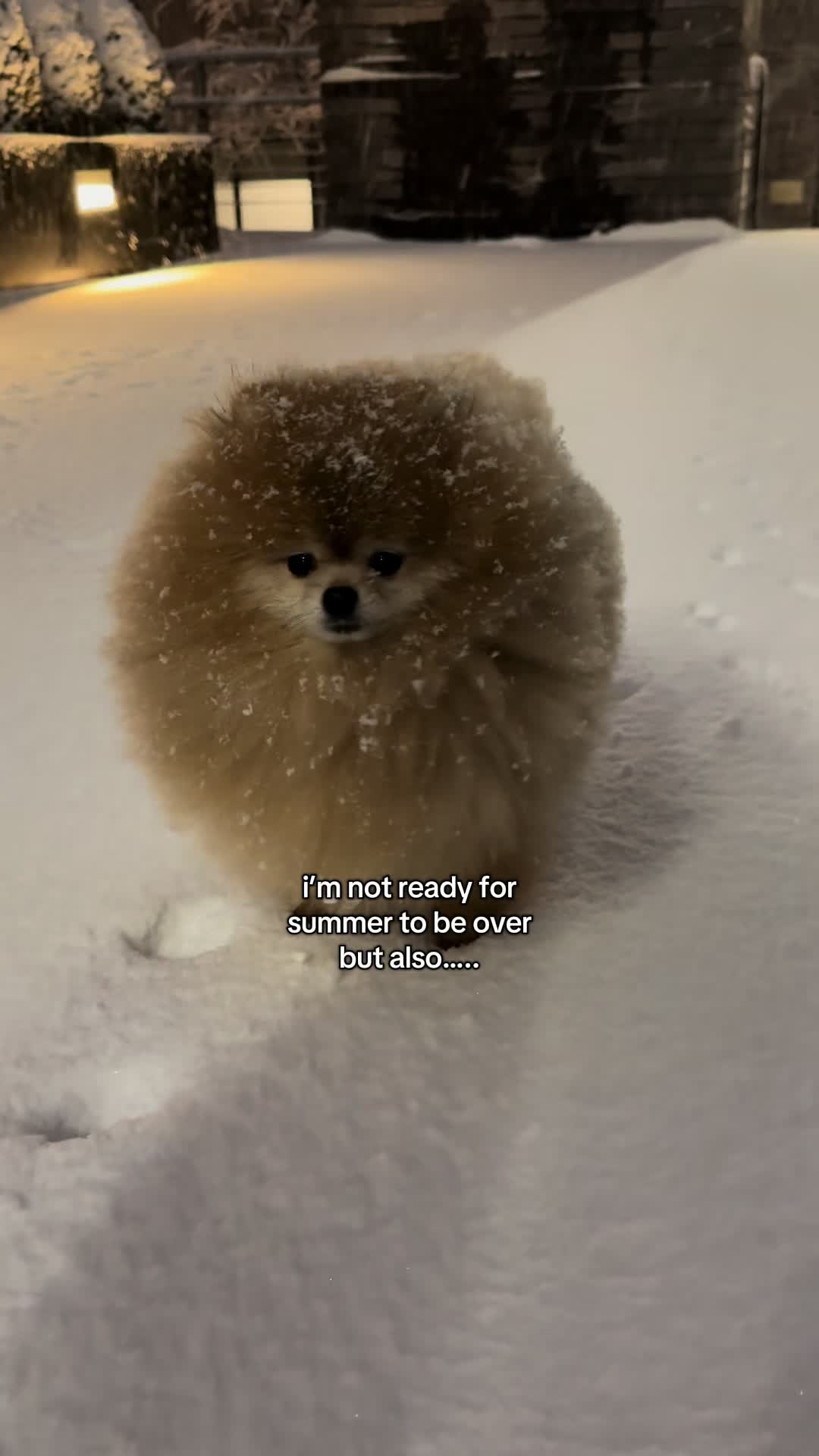 @Keanu the Pomeranian