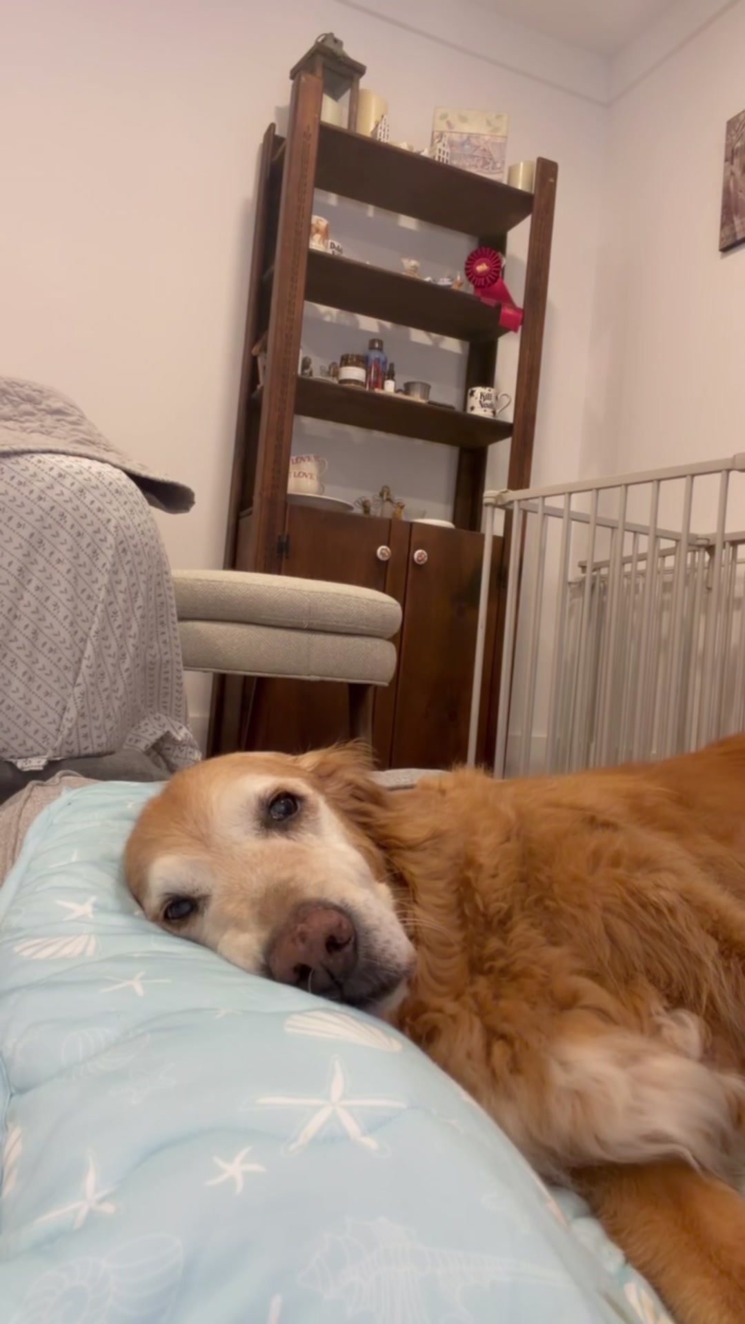 @DogMomisms