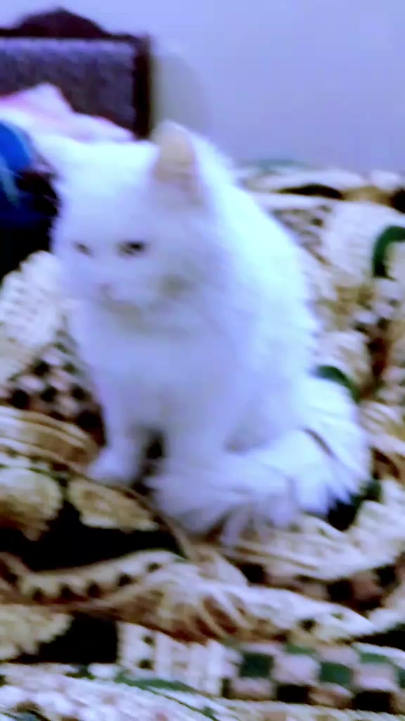 @𝓜𝔂𝓼𝓽𝓮𝓻𝓲𝓸𝓾𝓼 𝓰𝓲𝓻𝓵,