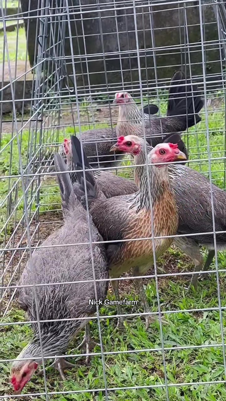 @NICK GAMEFARM
