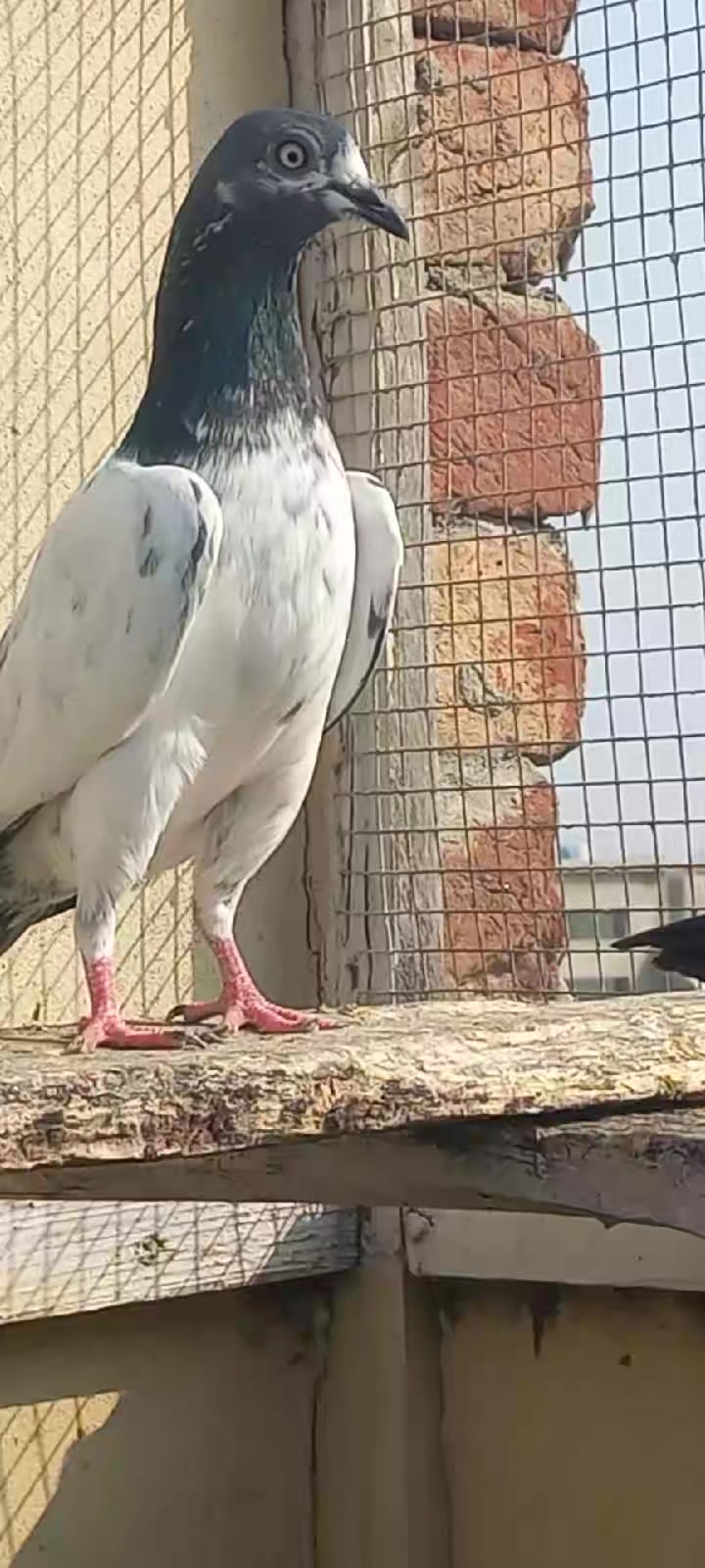 @Ranakasuripigeon