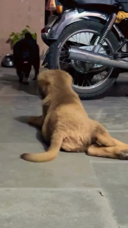 @Kashmiri_Bakrwal_Dog