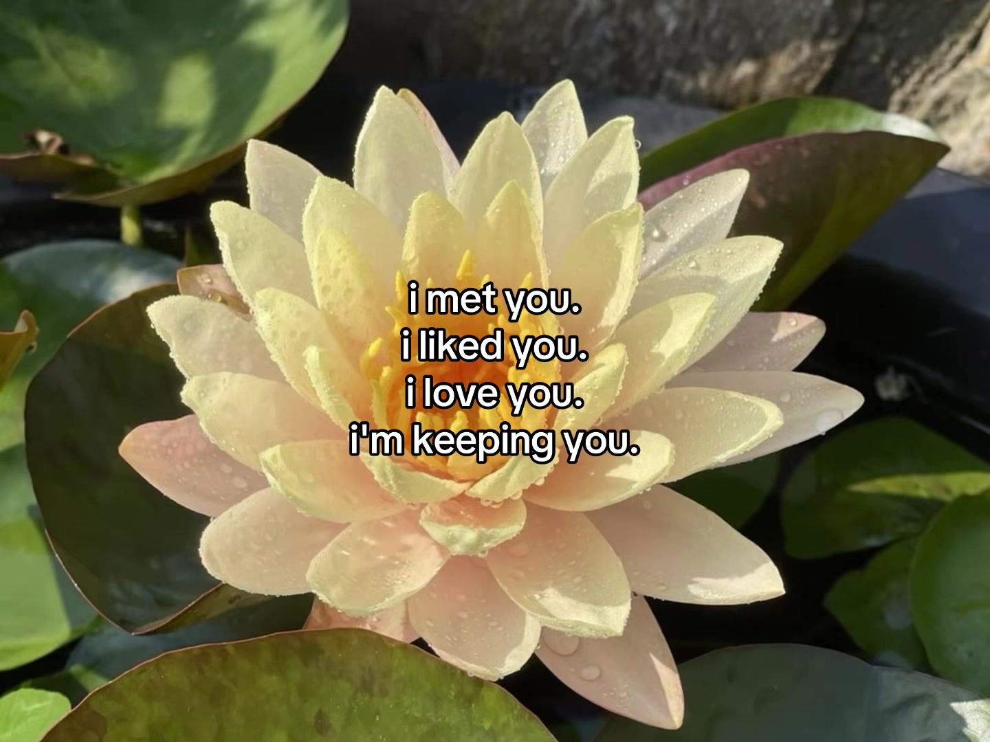 @flowercorrre