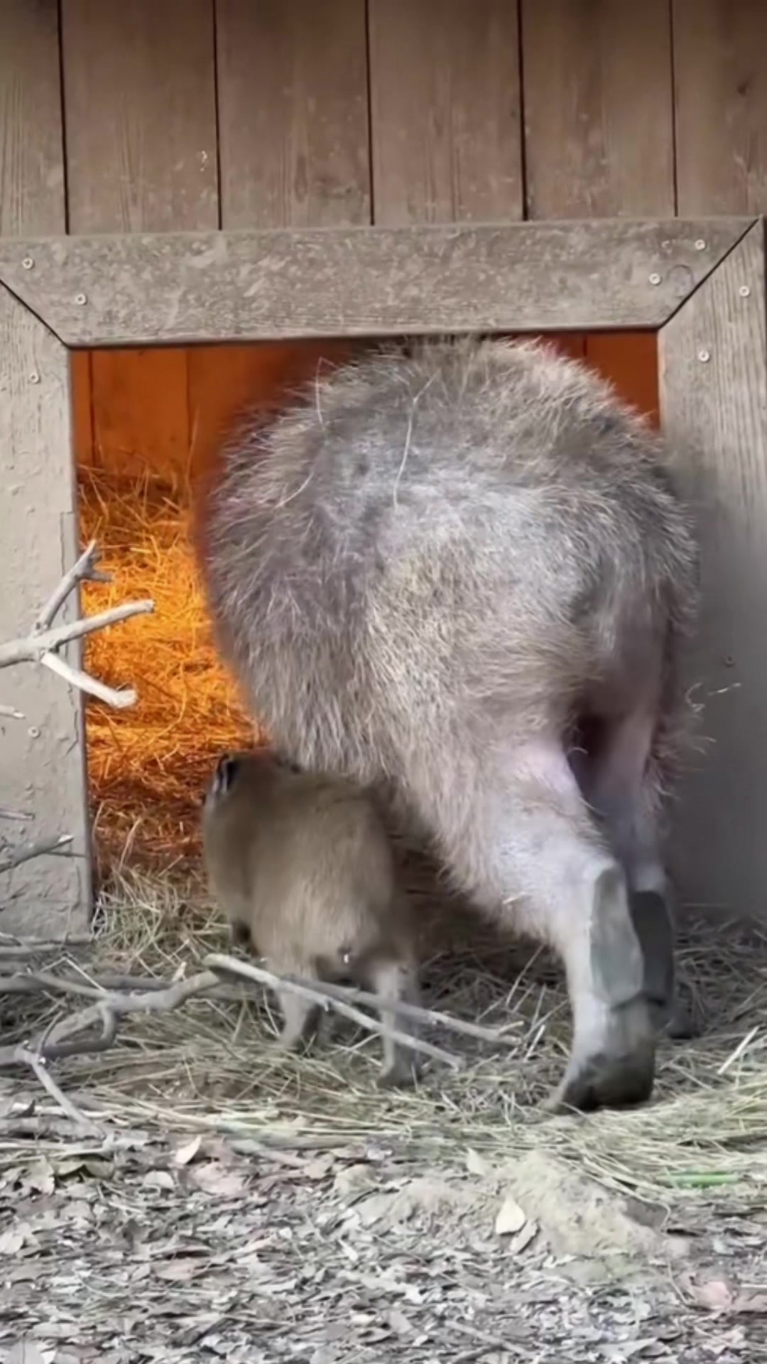 @Capybarabaramedia