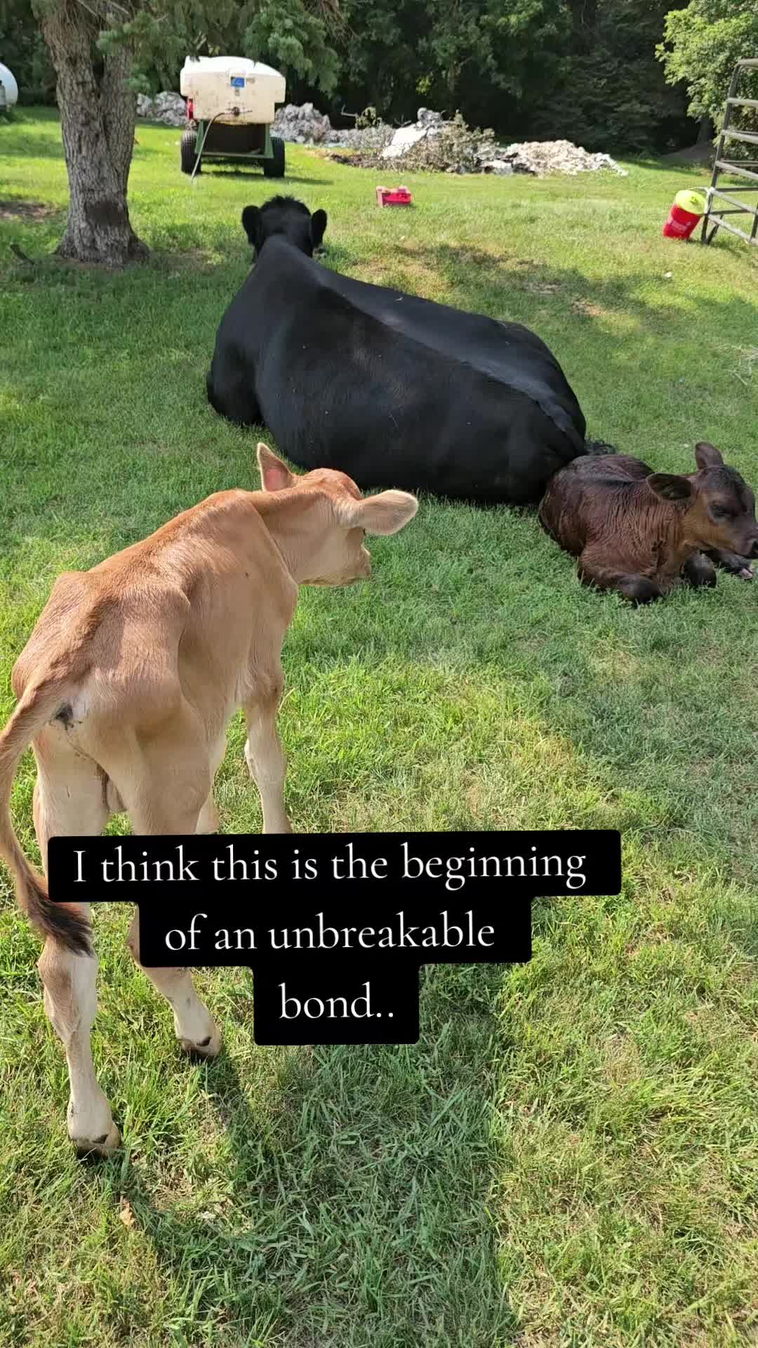 @Dakotafunnyfarm