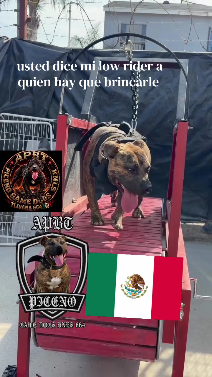@APBT PICENO TIJUANA