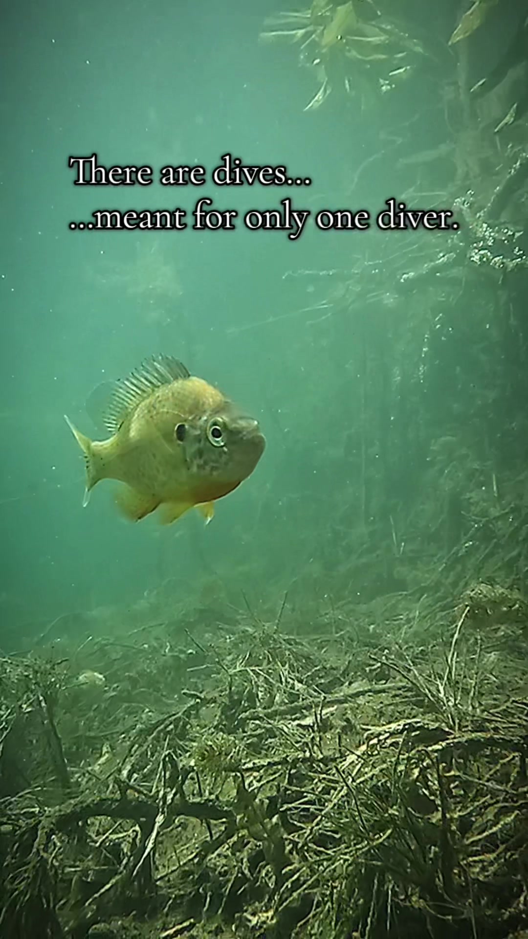 @DIVE