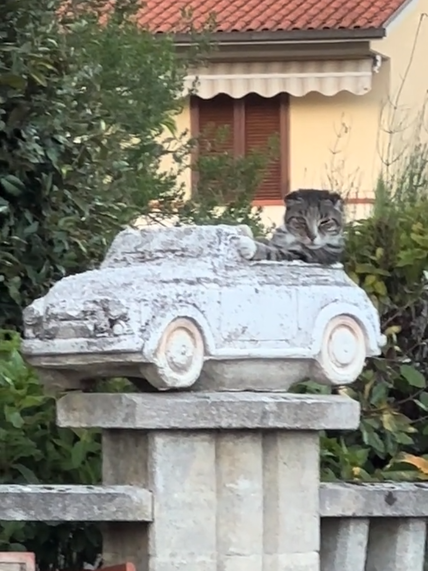 @Random Cat Stuff