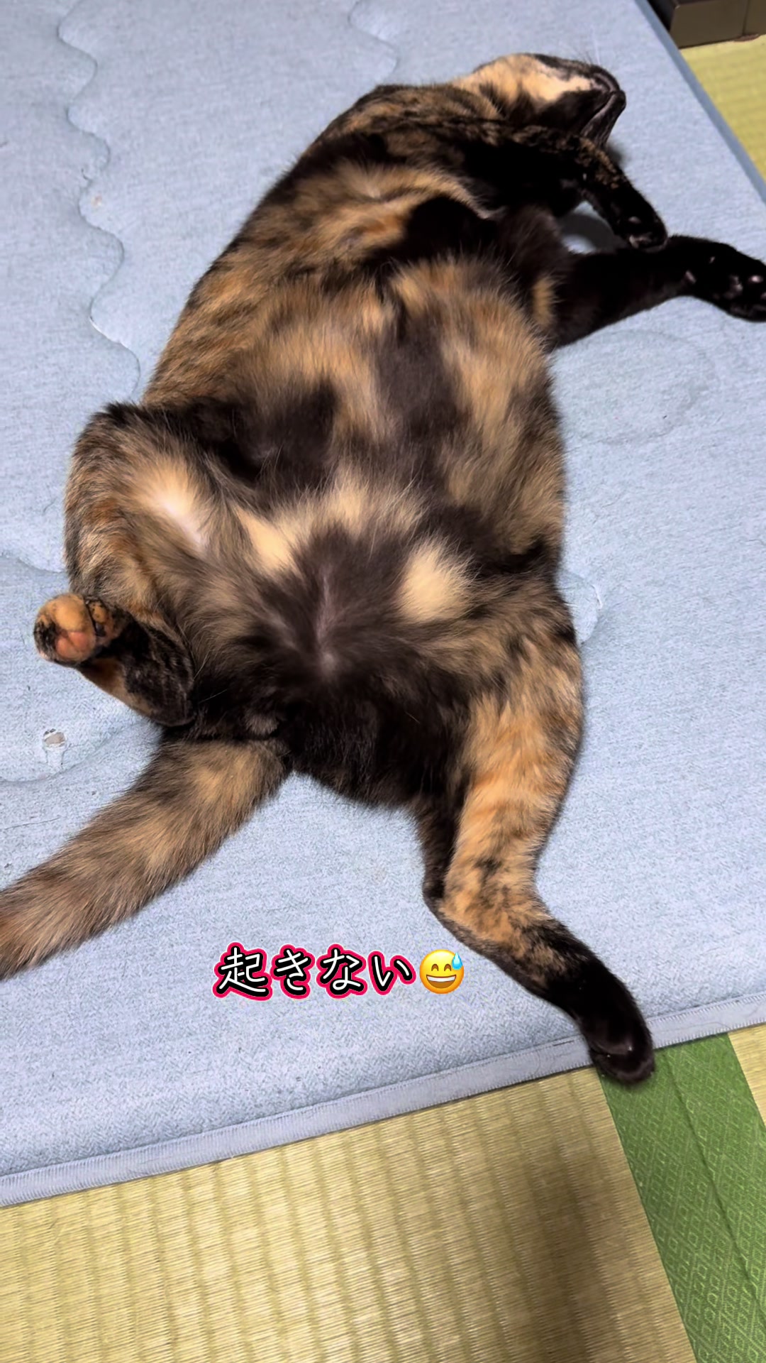 @黒猫兄弟ココピー&カリン