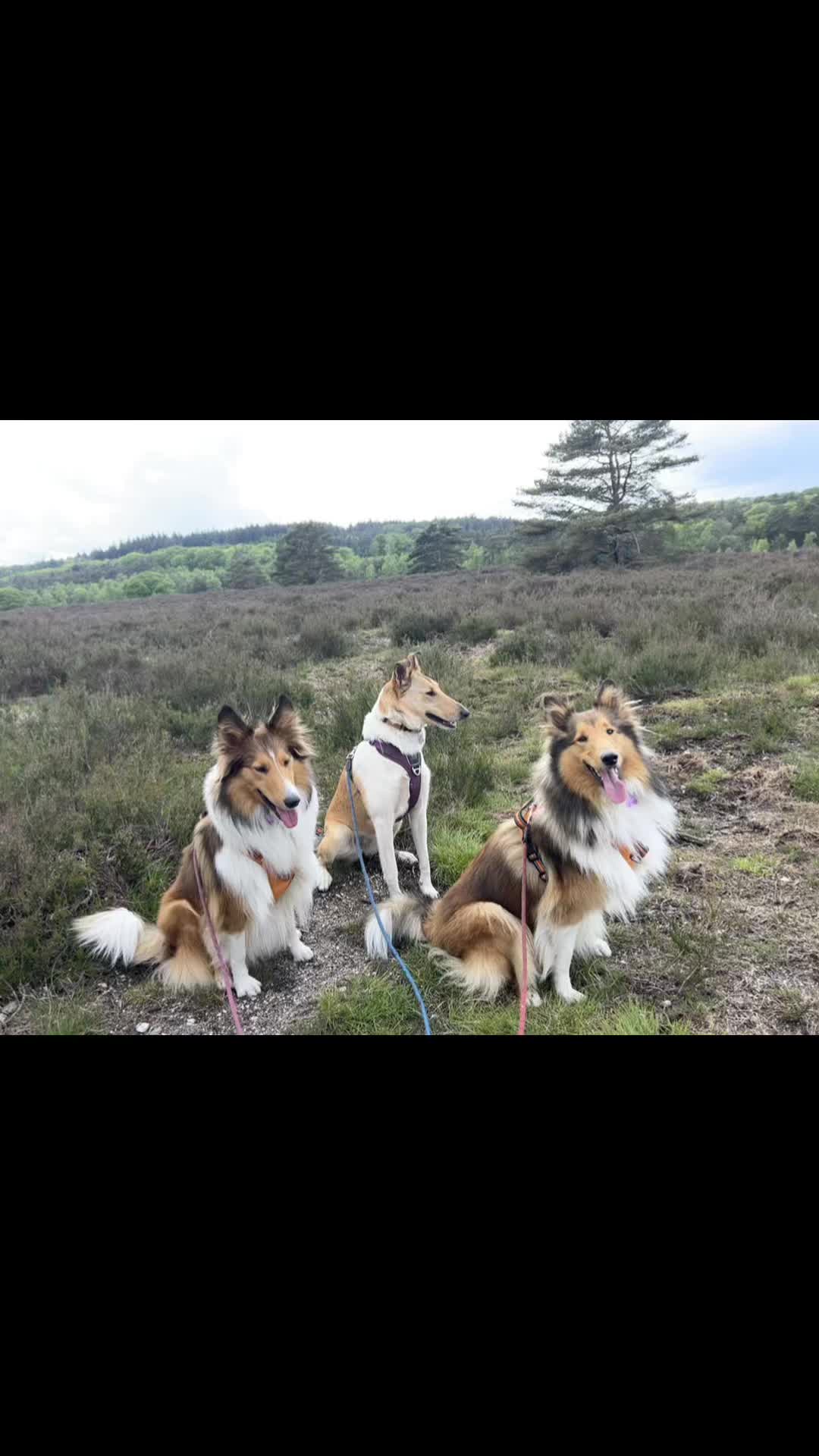 @Collies❤️