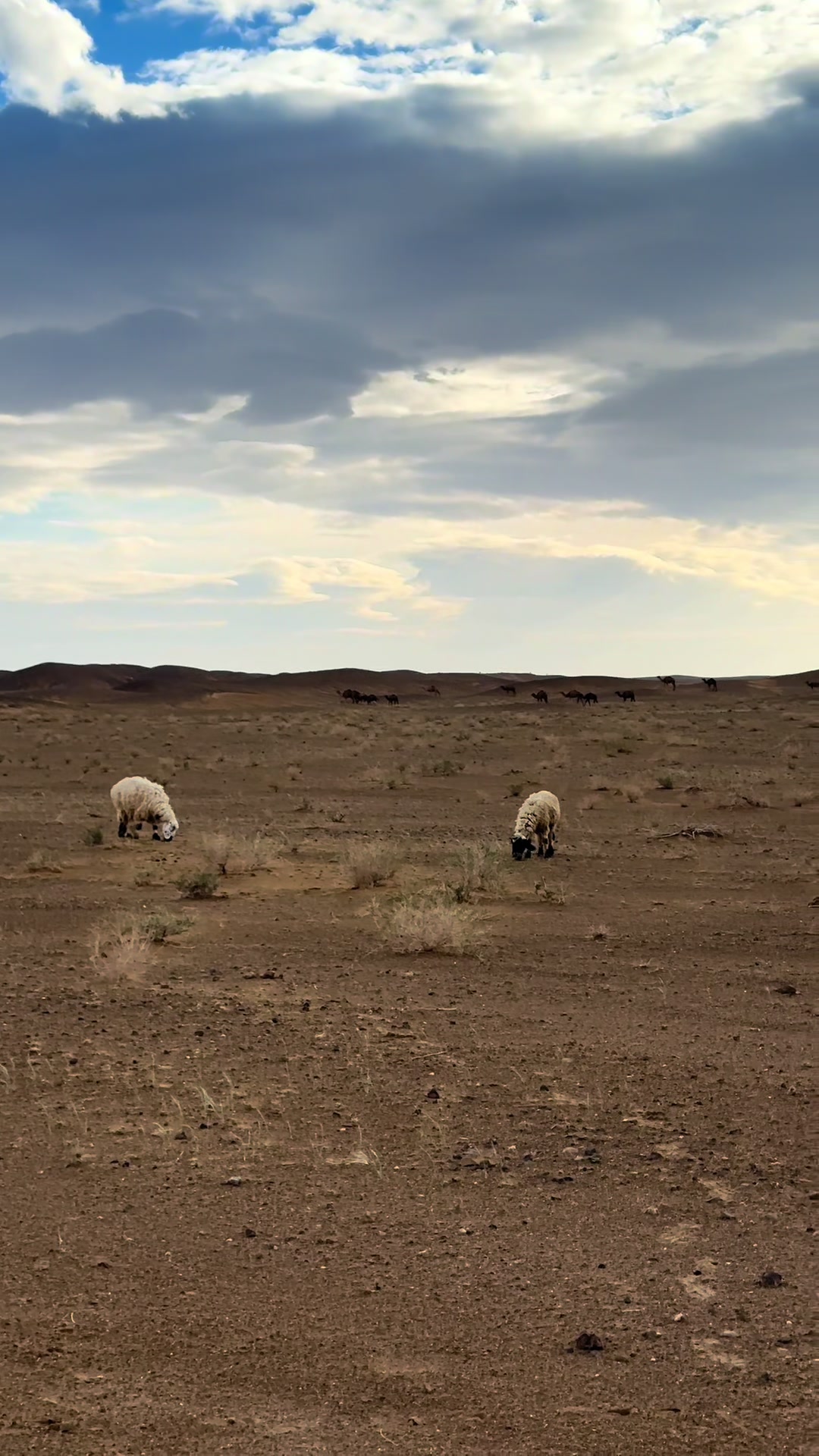@بلوچستان عشق است 🐪🏜️🪶