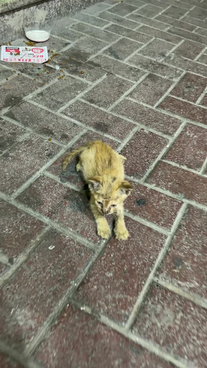 @StrayCatsAngel